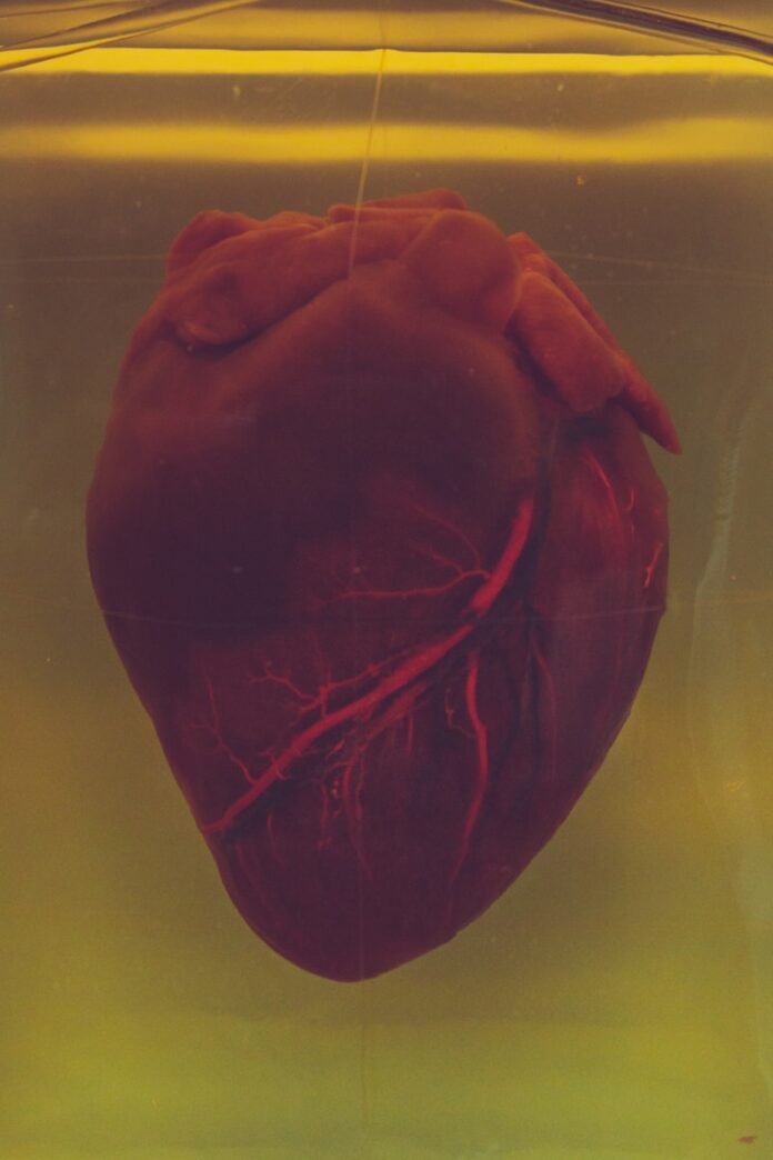 Photo by camilo jimenez human heart