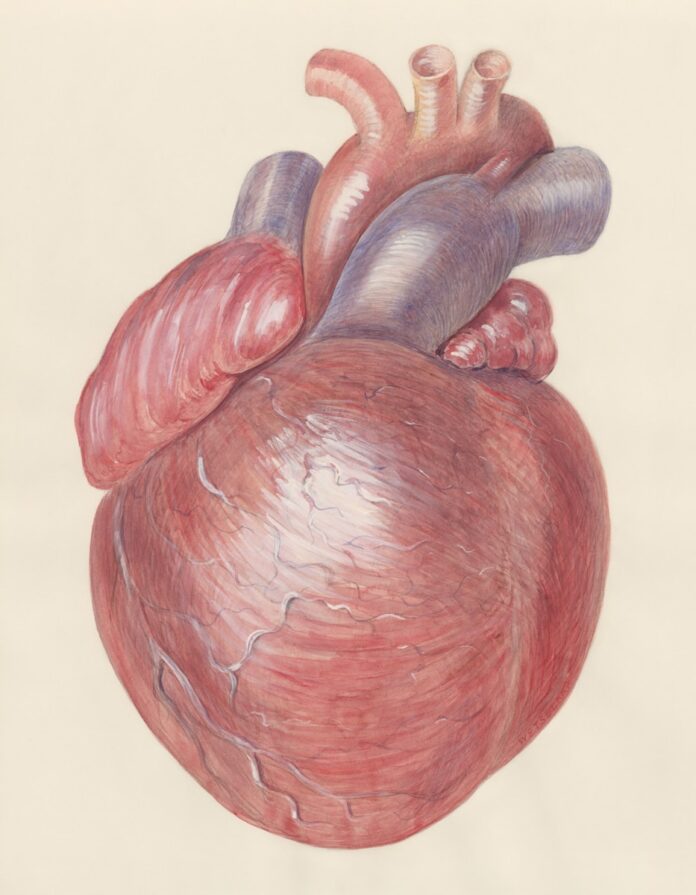 Photo by Europeana a drawing of a human heart