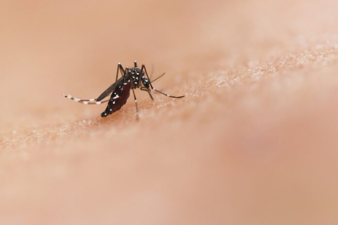Photo by National Institute of Allergy and Infectious Diseases a close up of a mosquito on a human's skin