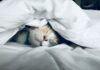 “잘 자야 잘 산다”…한국인 위한 수면 건강 트렌드와 실천법 white cat sleeps under white comforter