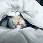 “잘 자야 잘 산다”…한국인 위한 수면 건강 트렌드와 실천법 white cat sleeps under white comforter