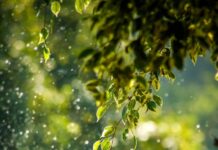 건강을 위한 새로운 일상, ‘웰니스 문화’가 바꾼 우리 삶 selective focus photo of green vine