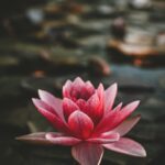 마음 건강, 일상의 작은 변화로 지킨다…실생활에서 실천하는 정신건강 루틴 pink and white lotus flower
