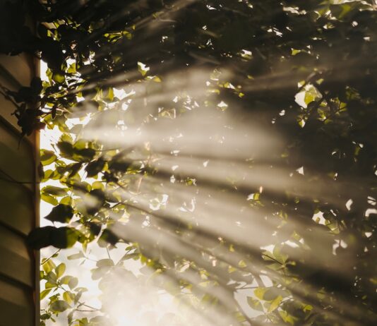 만성피로, 작은 습관 변화로 이겨내자…현대인 맞춤 실천 팁 sun rays coming through trees