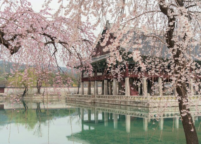Cherry blossoms frame a historic korean palace